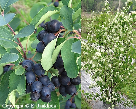 Amelanchier alnifolia   'Smoky'